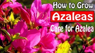 How to Grow and Care for Azaleas [upl. by Thgiwd]