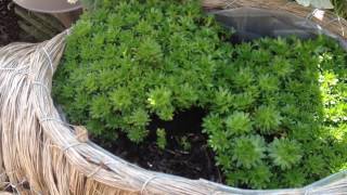 Propagating Alpine Saxifrage [upl. by Itak]