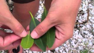 How to Identify the Three Types of Mangroves [upl. by Phail]