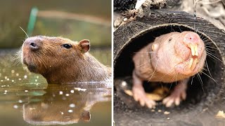 10 Rodents You Need to Know About [upl. by Michaele]