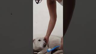 Escovando os dentinho🐕😹 [upl. by Christmas786]