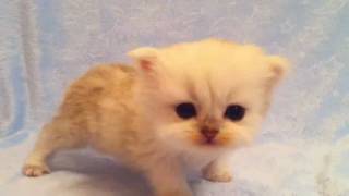 Jacob  Male Chinchilla Silver Persian Kitten from Daphnes Dolls Cattery [upl. by Adnwahsat]