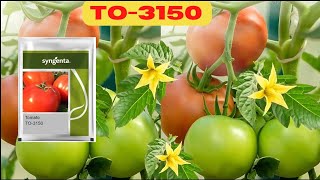 3150 Tomato  3150 Tomato Syngenta  3150 Tamatar ki Kheti [upl. by Johnsson]