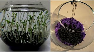 Small plants for desk  Love grass aquarium bowl  How to grow aquarium love grass seeds [upl. by Ateekan]