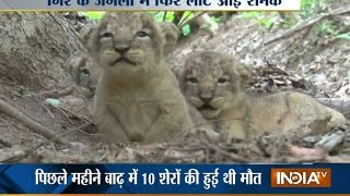 Lioness Gives Birth To 11 Cubs At Gir Forest In Gujarat  India Tv [upl. by Ynatterb496]