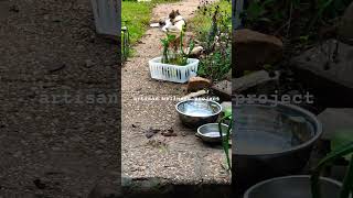 the way cats observe and move meet Nettle he bird watching felines dailyvlog shortvideo [upl. by Ophelia743]