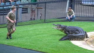 Very Hungry Monty Chases Robert Irwin Around The Crocoseum  Australia Zoo [upl. by Alric980]