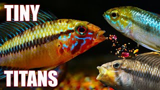 5 Apistogramma Dwarf Cichlids Everyone Should Keep [upl. by Cameron]