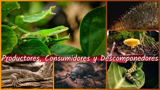 ¿Qué son los Productores Consumidores y Descomponedores [upl. by Kcirrem428]