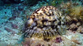 Living Cowries from Kwajalein [upl. by Ymij]