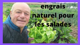 faire grossir vos salades a l engrais naturel [upl. by Nirrej506]