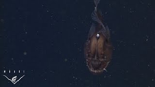 The anglerfish The original approach to deepsea fishing [upl. by Nanaj108]