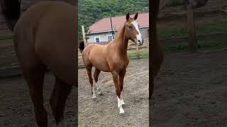 horse WhatsApp 79277214909 НАСТОЯЩЕЕ ЗОЛОТО 🥇 [upl. by Essirehc]