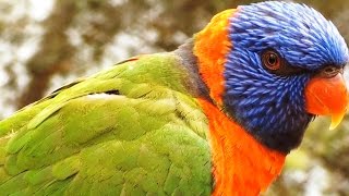 Up Close with a Redcollared lorikeet [upl. by Lorilyn33]