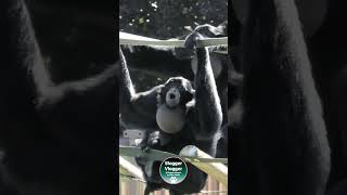 Throat Sack Rhapsody Siamang Symphony [upl. by Inram]