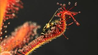 Drosera spatulata x capensis In Action [upl. by Darra]