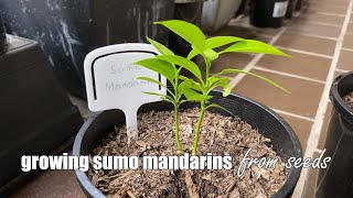 Growing Sumo Mandarins from Seeds [upl. by Kcirred]