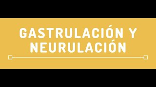 Gastrulación y neurulación 🔘 by Jaime Daniel Guerrero [upl. by Anelem]