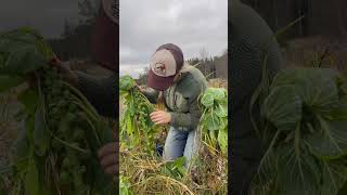 Första lilla snön faller och jag skördar brysselkål 💚 garden gardening [upl. by Leonsis129]