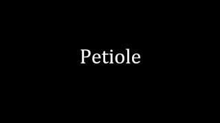 How to pronounce Petiole [upl. by Lieno]