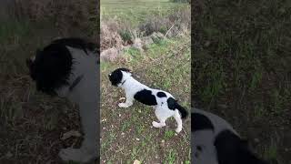 Springer Spaniel Puppy prime uscite [upl. by Lamphere152]