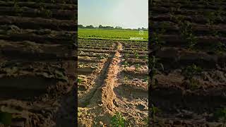 farming Brinjal and chilli farm themridul farming [upl. by Jeno862]