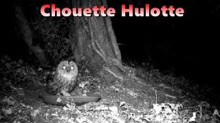 CHOUETTE HULOTTE Piège vidéo [upl. by Paulina]