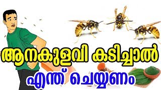 ആനകുളവി കടിച്ചാൽ എന്ത് ചെയ്യണം  Home Remedies to Get Rid of Wasp Sting  Health Tips [upl. by Geanine]