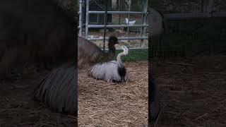 Greater Rhea and Emu with straight attitude 😂❤️ greater rhea emu [upl. by Aisyram]