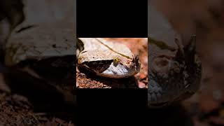 Gaboon Viper  Descriptions and Facts [upl. by Zandra]