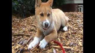 Meet Blue An Australian Alpine Dingo [upl. by Gothart713]