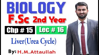 Liver Urea Cycle  Chapter 15  2nd year Biology  Lec  16 [upl. by Velasco]