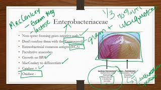 Enterobacteriaceae [upl. by Osbourne692]