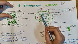 Site of Photosynthesis Hindi Role of Chloroplast in Photosynthesis Ultrastructure of Chloroplast [upl. by Lancey]