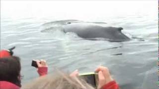 Les baleines à Tadoussac 2wmv [upl. by Yeliah873]