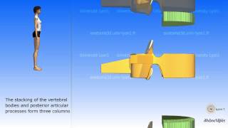 The simplified spinal column [upl. by Rennerb621]