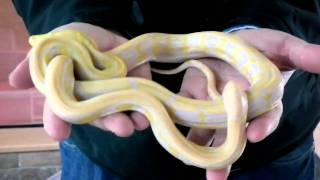 Prehistoric Pets  Reticulated Python Lavender Albino Tiger [upl. by Dragone]