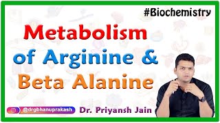 Metabolism of Arginine and Beta Alanine  Medical biochemistry [upl. by Alroy]