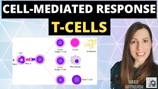 CELLMEDIATED response  Alevel biology immunity cellular response of T cells T Lymphocytes [upl. by Hafler]