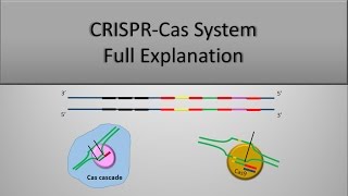 CRISPR System and CRISPR CAS9 Technique The full principle Part 1 [upl. by Osnofledi]