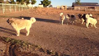 Pyrenean Mastiffs and Spanish Mastiffs ARE agile [upl. by Cerveny208]