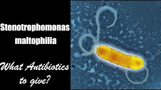 Stenotrophomonas maltophilia [upl. by Ion]