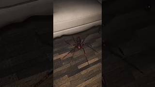 Spider  Coffin dance song cover part 489feedshorts spider scary [upl. by Rosy]