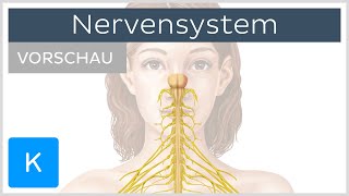 Einführung Was ist das Nervensystem Vorschau  Kenhub [upl. by Alahc332]