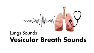 Vesicular Breath Sounds  Normal Lung Sounds  MEDZCOOL [upl. by Sammons]