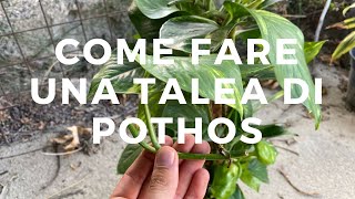 Come fare UNA TALEA DI POTHOS talea in terra e talea in acqua [upl. by Attenoj]