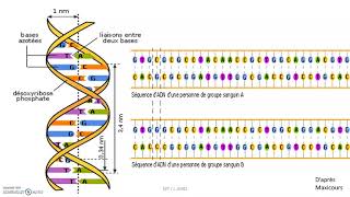 Cours complet  expression de l’information génétique [upl. by Egon821]