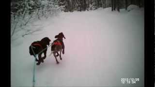 skijoring with 2 dogs in sweden [upl. by Eentroc]