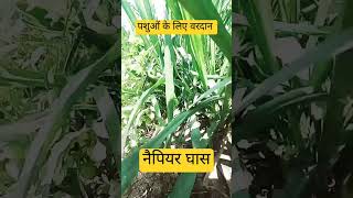 super nepiyer ghas shorts farming pasupalan food dharmenthakur krishi vlog [upl. by Grobe]