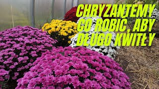 Tegoroczne chryzantemy Co robić aby chryzantemy długo kwitły [upl. by Airottiv]